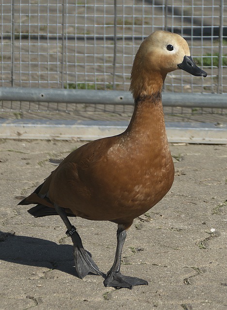 前锋